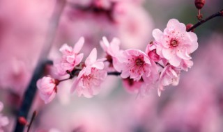 武汉市的市花是什么花(武汉市的市花简单介绍)
