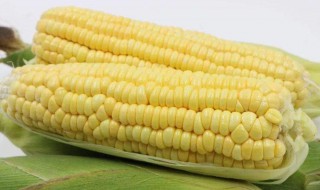 水果玉米是转基因的吗(水果玉米到底是不是转基因食物)