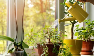 家里养什么绿植招财旺财(家里养哪些绿植招财旺财)