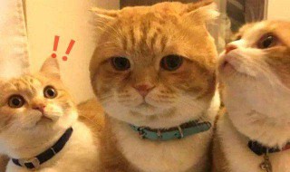 橘猫为什么容易胖(原因有三)