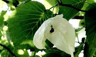 珙桐花寓意(珙桐花寓意是什么)