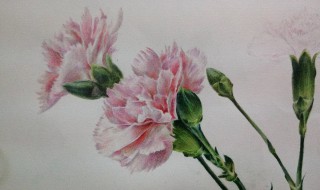 康乃馨怎么画(康乃馨的简单画法)
