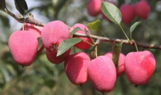 鸡心果简介(关于鸡心果的介绍)
