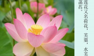 菡怎么读(菡怎么读)
