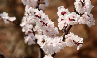 杏花是什么颜色(杏花的颜色介绍)