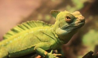 爬行类动物有哪些(爬行的动物有什么)