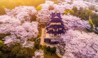 樱花一般什么时候开(一般在什么时候开樱花)