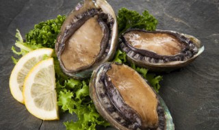 鲍鱼营养作用与功效(鲍鱼的简介)