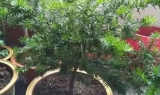 家里红豆杉的风水禁忌(家里红豆杉的风水禁忌有哪些)