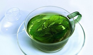 桑叶泡水的功效和作用(桑叶泡水有什么作用)