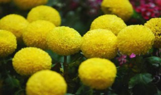 乒乓菊花语是什么(乒乓菊可以送人吗)