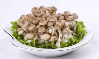 蟹味菇为什么要焯水(需要给蟹味菇焯水的原因)