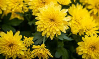 花中隐士是什么花(花中隐士指的是啥花)