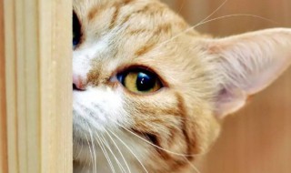 养猫的风水讲究(养猫的风水讲究介绍)