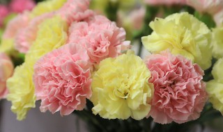 一朵康乃馨的花语(康乃馨枝数花语大全)