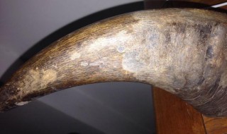 犀牛角有哪些正确的鉴别方法(犀牛角的鉴别方法