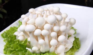 海鲜菇不能和什么食物一起吃(不能和海鲜菇同时吃的食物)