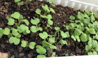 鸡毛菜种子怎么种植(鸡毛菜种子种植方法)