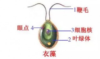 衣藻是原核还是真核生物(衣藻介绍)