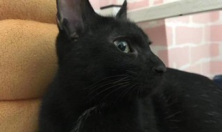 养黑猫适合什么人养(为什么不适合养呢)