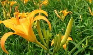 黄花菜开花以后还能不能吃怎么吃(黄花菜开花以后还能吃吗)
