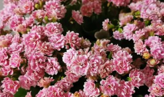 长寿花花期(长寿花花期多久)