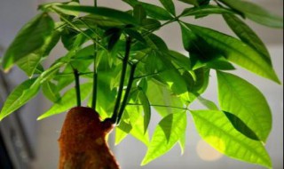 室内最好养的大型绿植(室内最好养的大型绿植推荐)