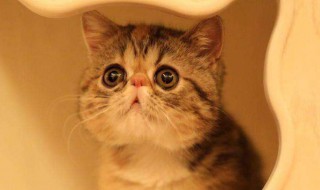 猫肉的功效(猫肉对人体的好处)