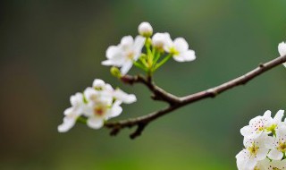 打春鸡(打春鸡的意思)