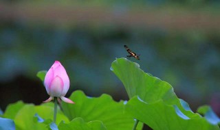 静待花开前一句是什么(静待花开原句解释)