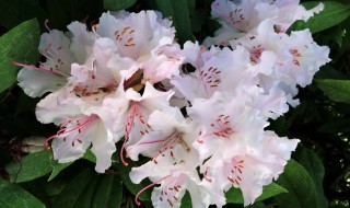 杜鹃花介绍(有关于杜鹃花介绍)