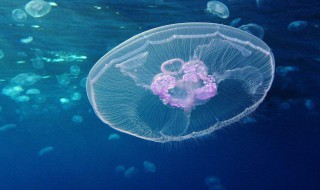 什么是浮游生物(浮游生物简述)