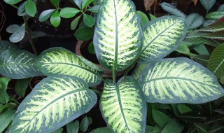 岁月是把杀猪刀的下一句幽默(岁月是把杀猪刀的下一句是什么)