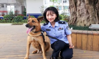 警花与警犬第二季什么时候播出(警花与警犬第二季播出时间)