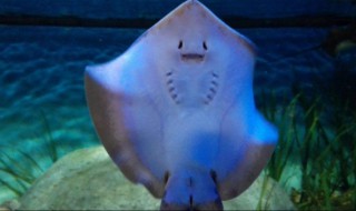 魔鬼鱼是什么(魔鬼鱼是啥)