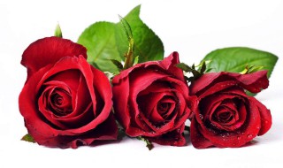 玫瑰精油的制作方法(如何制作玫瑰精油)