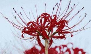 彼岸花的花语和寓意(彼岸花的花语和寓意有什么)
