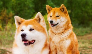秋田犬和柴犬的区别是什么(秋田犬和柴犬的区别介绍)