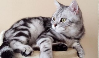 唧唧的猫全部小说有哪些(书名是哪些)
