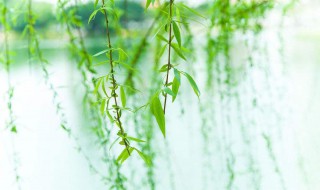 柳树代表什么含义(简单介绍一下)