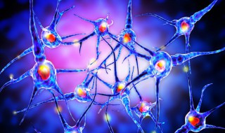 神经调节的基本方式(神经调节是如何运行的)