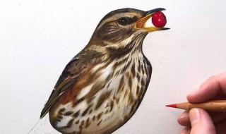 鸟的笔顺怎么写(鸟的释义)