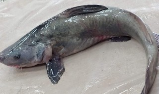 回鱼是什么鱼(什么是回鱼)