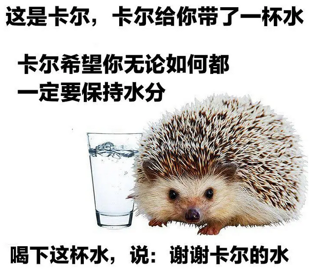 小刺猬卡尔是什么梗