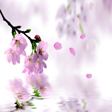 唯美浪漫樱花动态壁纸下载(浪漫樱花动态手机壁纸下载)