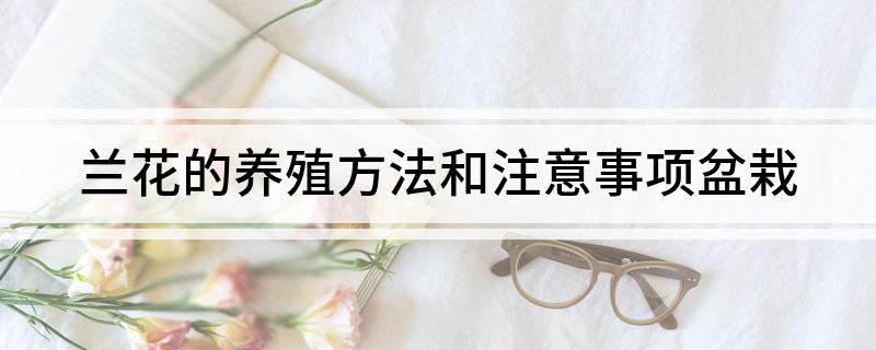 兰花的养殖方法和注意事项盆栽