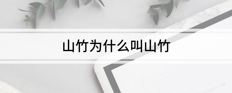 山竹为什么叫山竹