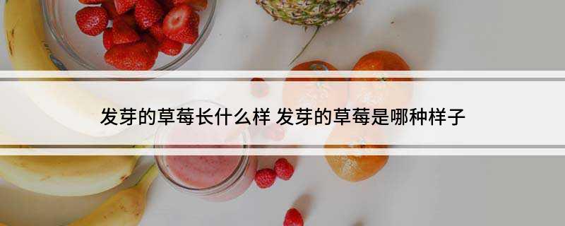 发芽的草莓长什么样(发芽的草莓是哪种样子)