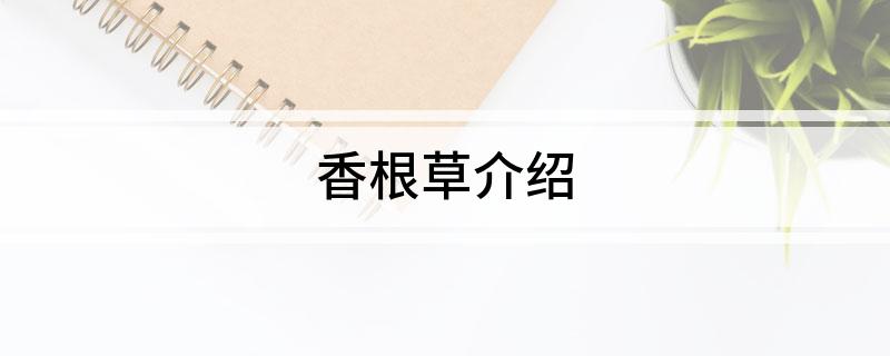 香根草介绍