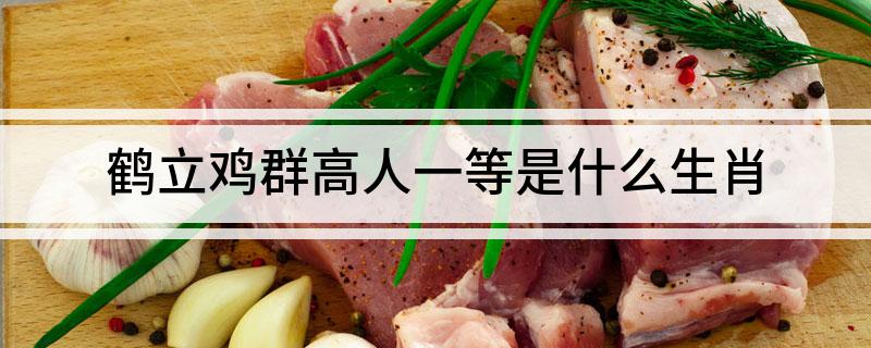 鹤立鸡群高人一等是什么生肖